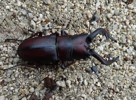 ノコギリクワガタ ノコギリクワガタの写真