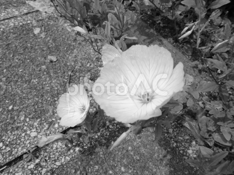 白黒写真のネモフィラの花 ネモフィラ,ルリカラクサ,花の写真素材