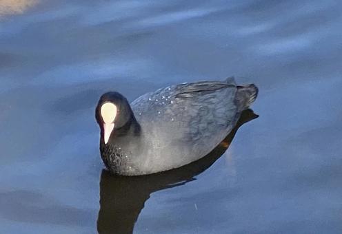 かも かもの写真