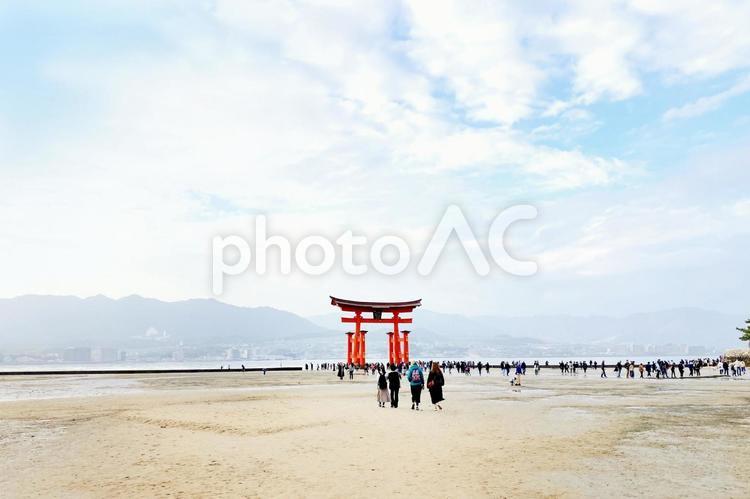 干潮時の安芸の宮島大鳥居 宮島,厳島神社,大鳥居の写真素材