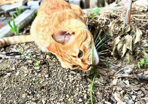 草を食べる猫 猫,茶トラ,草の写真素材
