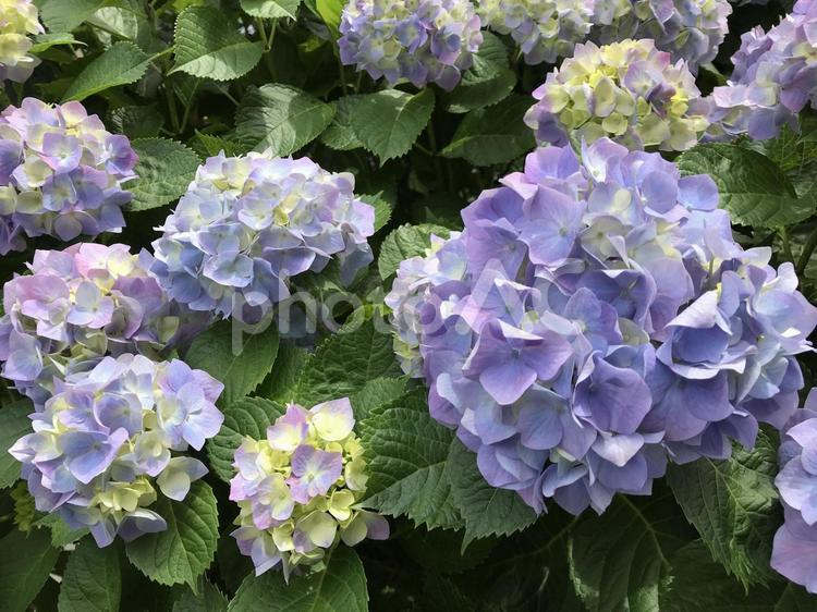 野外に咲く紫のアジサイの花 紫,アジサイ,あじさいの写真素材