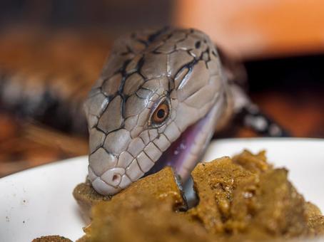 餌を食べるアオジタトカゲのアップの写真
