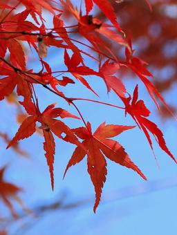 11月河口湖畔の紅葉 紅葉,秋,もみじの写真素材