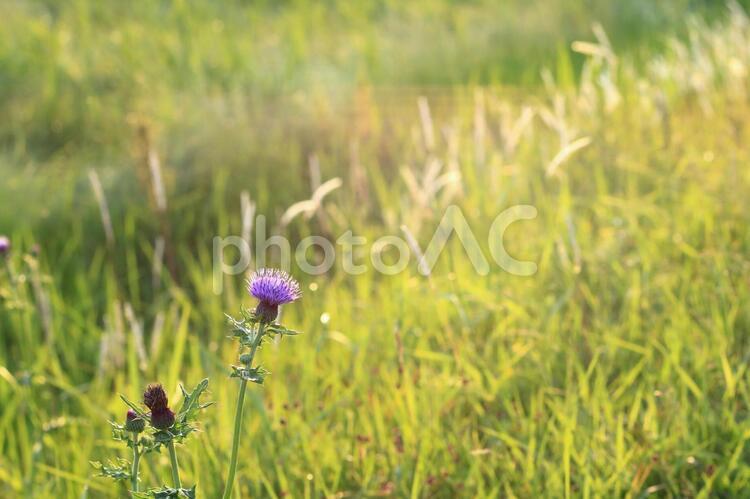 花のある風景　アザミ 花,風景,花のある風景の写真素材