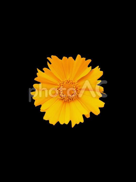 キバナコスモス(切り抜き) キバナコスモス,黄色の花,花の写真素材
