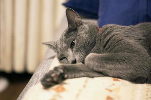 のんびりとした家猫の日常 のんびりとした家猫の日常 猫,ロシアンブルー,アップショットの写真素材
