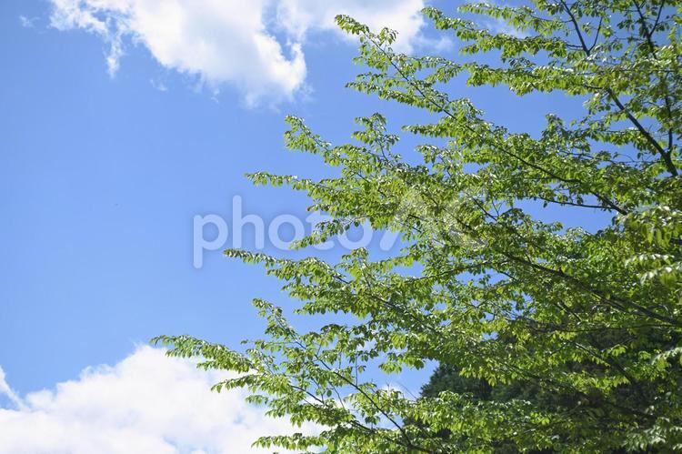 風薫る五月の緑と青空 薫風,五月,青空の写真素材