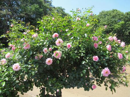 薔薇 薔薇の写真