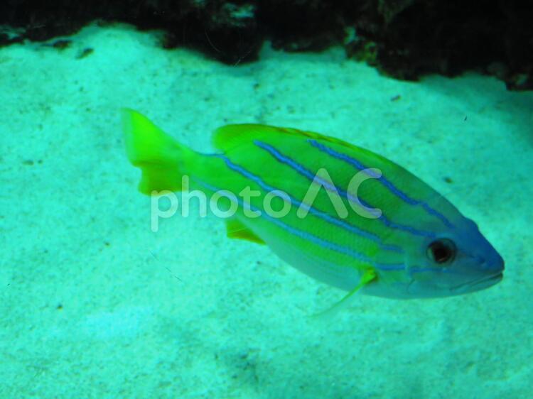 海のしましまさかな 魚介類,サカナ,生き物の写真素材