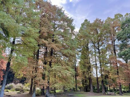 並木 秋,秋季,春夏秋冬の写真素材