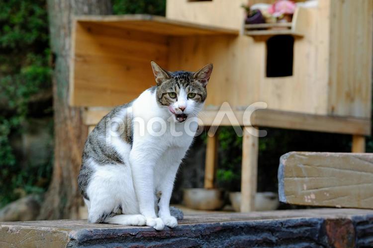 ソウルで出会った猫たちも可愛すぎた ソウル,京城,seoulの写真素材