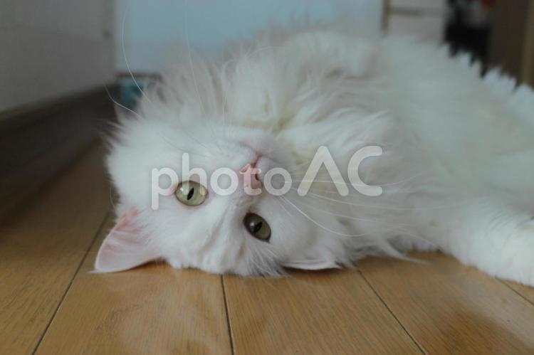 我が家の猫 猫,ネコ,ねこの写真素材