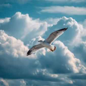 雄大な空、一羽のカモメ 雄大な空、一羽のカモメの写真