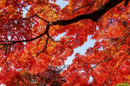 もみじ公園の秋(24) 秋,紅葉,モミジの写真素材