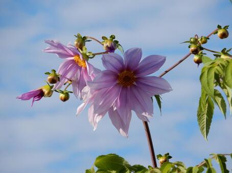 【花の写真】皇帝ダリア 皇帝ダリア,コウテイダリア,植物の写真素材