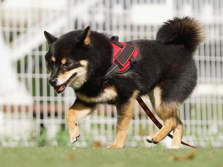 ドッグランのワンコ(豆柴) ドッグランのワンコ(豆柴) 犬,柴犬,豆柴の写真素材