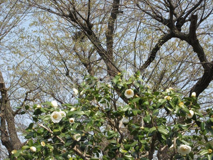 白い椿のある風景 白い椿,けやき,花の写真素材