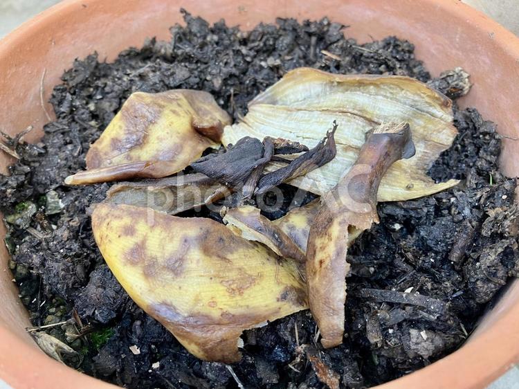 バナナの皮を堆肥に変える！ バナナ,シュガースポット,土壌微生物の写真素材