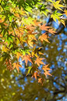 秋の気配・色づく紅葉 秋の気配・色づく紅葉 紅葉,モミジ,秋の写真素材