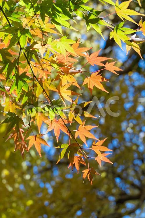 秋の気配・色づく紅葉 紅葉,モミジ,秋の写真素材