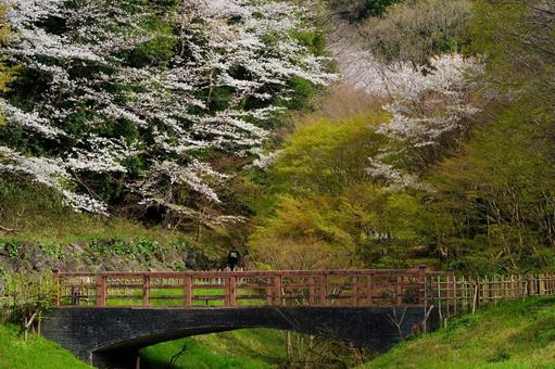横浜市緑区、四季の森公園 横浜市緑区、四季の森公園の写真
