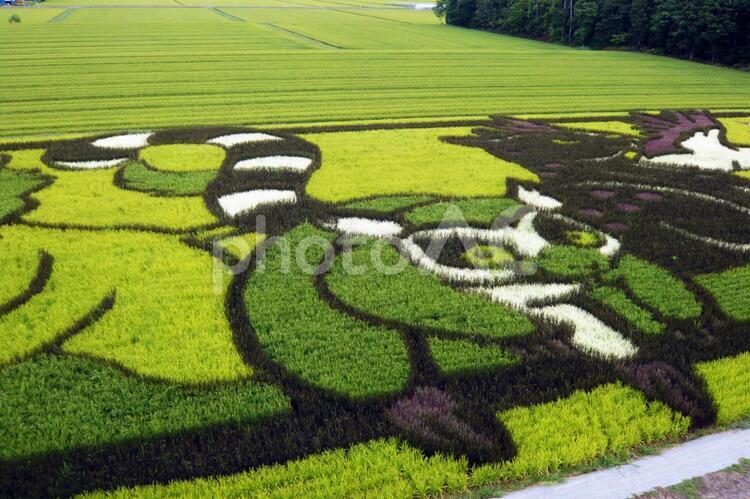 田んぼアート 田んぼ,キツネ,田舎の写真素材
