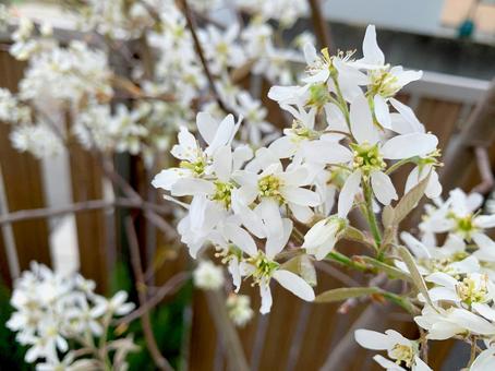 庭の満開のジューンベリーの花 庭の満開のジューンベリーの花の写真