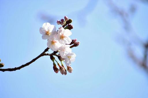 桜 桜の写真