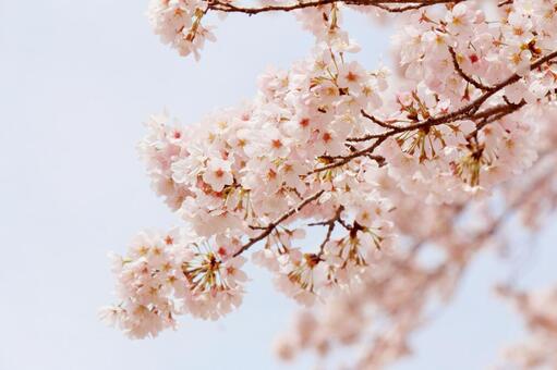 桜01 桜01の写真