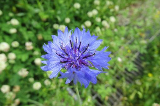 草むらに咲く青色の濃いヤグルマギク 草むらに咲く青色の濃いヤグルマギクの写真