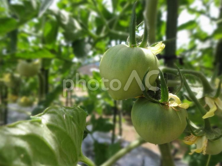家庭菜園で育てているトマト トマト,とまと,青いの写真素材