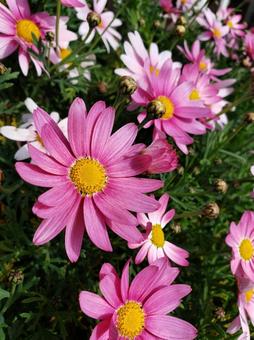 マーガレットの写真