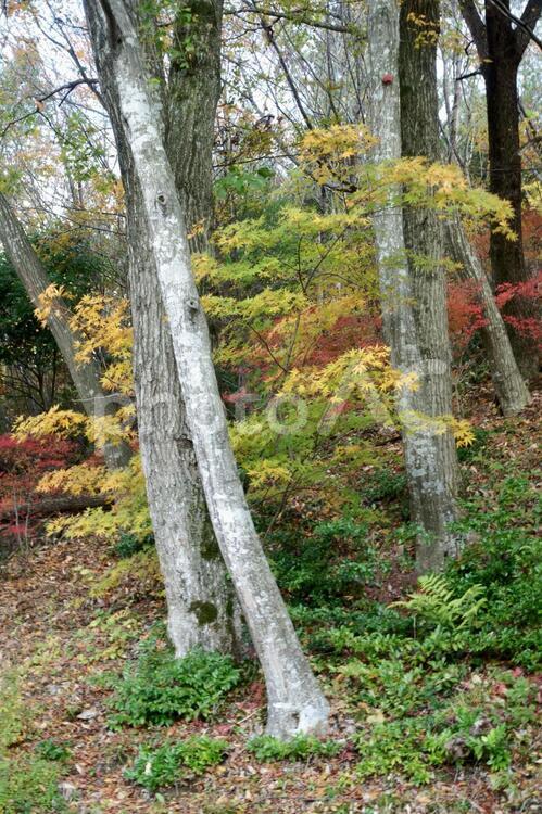 林の中の秋景色です 秋,植物,黄葉の写真素材