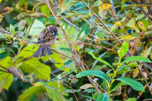 Young sparrow (80), JPG Young sparrow (80), JPG