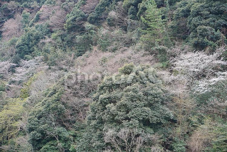 諭鶴羽ダム91　ダム湖と桜 諭鶴羽ダム,兵庫県,南あわじ市の写真素材