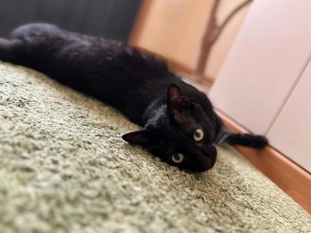 玄関でゴロゴロ ロンちゃん 玄関でゴロゴロ ロンちゃん ねこ,かわいい,ペットの写真素材