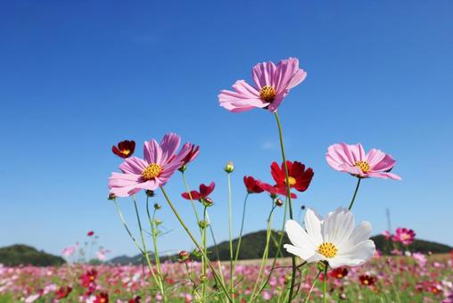 コスモス畑 コスモス,こすもす,こすもす畑の写真素材