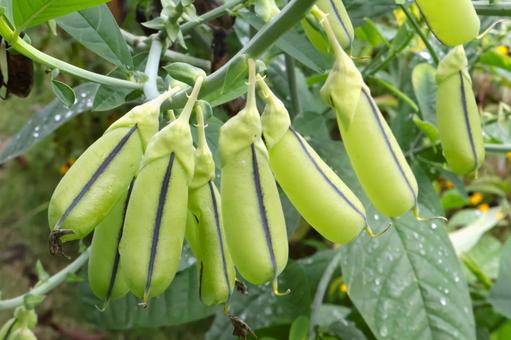 コガネタヌキマメの実（豆）　秋～冬 コガネタヌキマメ,実,豆の写真素材