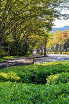 色づく木々⒂ 葉,秋,色づきの写真素材