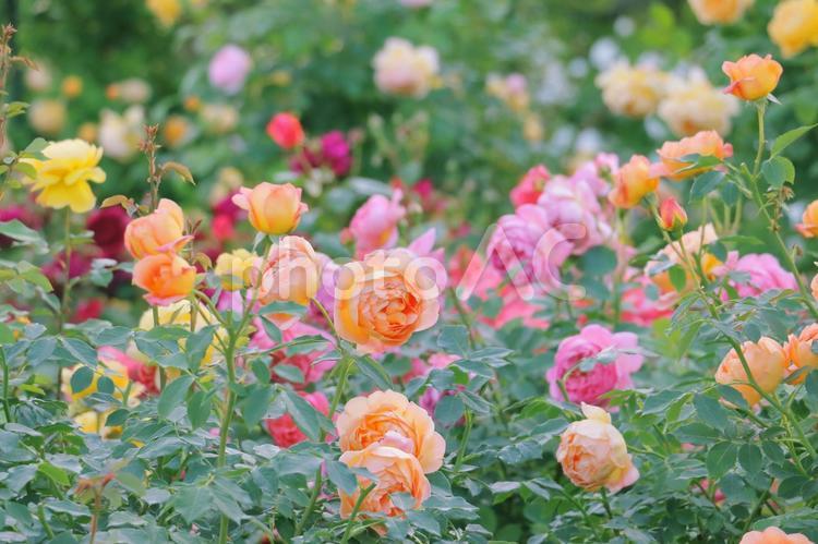薔薇の花　春のイメージ バラ,花,薔薇の写真素材
