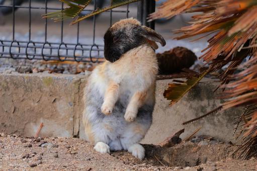 顔が黒いうさぎ うさぎ,ウサギ,兎の写真素材
