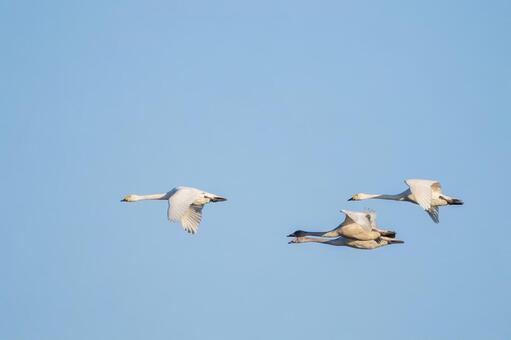 オオハクチョウ(130) 鳥,オオハクチョウ,ハクチョウの写真素材