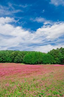一面に広がる赤そばの花畑 一面に広がる赤そばの花畑 赤そば,蕎麦の花,高嶺ルビーの写真素材