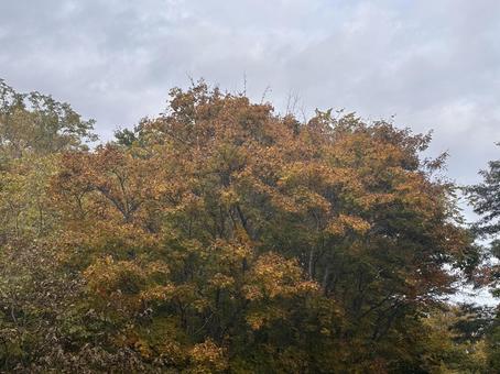 秋の訪れ15の写真