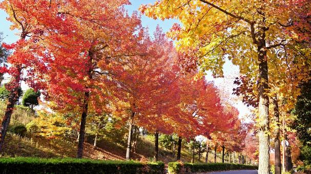 紅葉-1302 紅葉,アメリカ楓,もみじ葉楓の写真素材