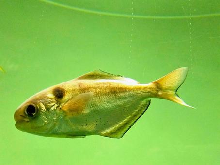 イボダイ イボダイ,エボダイ,海水魚の写真素材