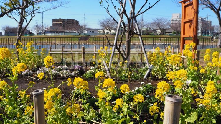 旧中川河川敷の菜の花（東京都・江戸川区） 春,菜の花,黄色の写真素材