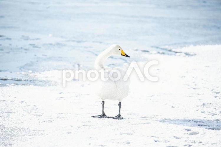 氷の上に佇む白鳥 白鳥,動物,冬の写真素材