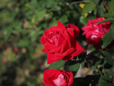 バラ園にて赤い薔薇を撮影しました バラ園にて赤い薔薇を撮影しましたの写真